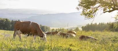 Header_Nachhaltigkeitsbericht