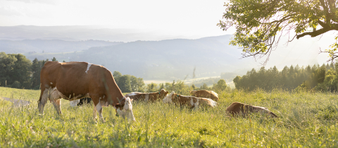 Header_Nachhaltigkeitsbericht