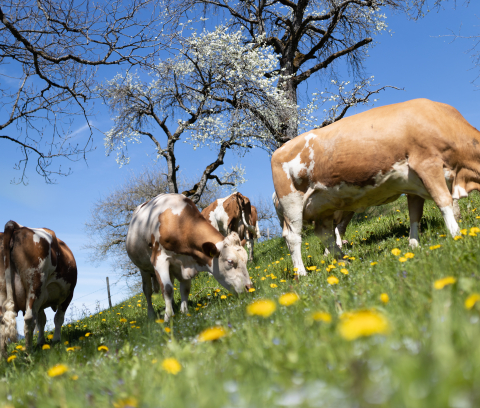 berglandmilch-bydanielakoeppl-hr-210508114424.jpg
